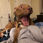 Shane Pelham - @shane_houdini - Instagram