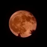 Shawn Petersen - @chonbeters - Instagram