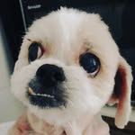 Shawn Poon - @shawnstyx - Instagram