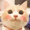 roarkk655 - @shawnaroark - TikTok
