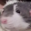 Shawn Roberge - @shawn.roberge8 - TikTok