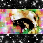 Shawn Schuster - @schuster3996 - Instagram