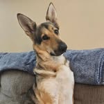 Shane Schweitzer - @stella_pa_gsd - Instagram