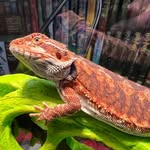 Shawn Richardson - @shawnsengine_monster_reptiles - Instagram