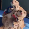 暄融🐾小六獴🐾 - @shawnshao524 - TikTok