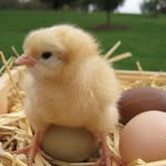 ChickenGram - @shawnspeirs7 - Instagram