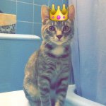 Jaspar Shawn Stover - @jaspar_the_cat - Instagram