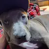 shawn strong - @strong.1738 - TikTok