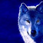 Single - @shawn_wolf__ - Instagram