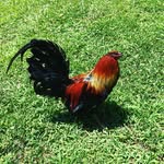 Shawn Allison - @shawn_allison_gamefowl - Instagram