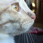 Shawna Schultz - @them_three_cats - Instagram
