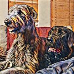 Shawna Stone - @all.things.dog_dogcrazy - Instagram