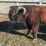 shawna weaver - @wffhighlands - Instagram