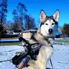 Shay Cooper - @titan.husky.service.dog - TikTok