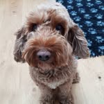 shay griffin - @shaygriffin7 - Instagram