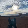 shay_hope_horses - @shay_hope_horses - TikTok