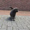 Gordon - @shaymann1 - TikTok