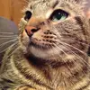 shaynewspence - @shaynewspence - TikTok