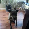Shayla Bailey - @mazy_puppy - TikTok