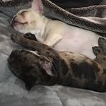 Shyla Carroll - @jewlerypage - Instagram