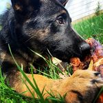 Shyla Singleton ✨ - @shyla_theshepherd - Instagram