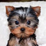 Shaylyn Williams - @shaylynlovepupeys - Instagram