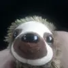 Shayna Dowell - @ssssssssssloths - TikTok