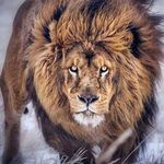 Shane Mack - @shanemack28 - Instagram