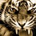 Shane Phillips - Facebook