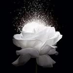 Shaz Malik - @shaz_334 - Instagram