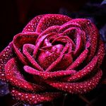 Shazia Raza - @shaziaraza28 - Instagram