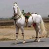 Shazzad Khan - @shazzadkhan6 - TikTok