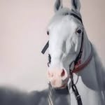 shazzad Khan - @shazzad624 - Instagram