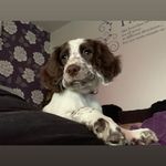 Shazzie D - @shazzie_d_ - Instagram