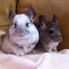Shea Barrett - @shea.barrett0 - TikTok