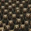 Bear army 🐻 - @shea.callahan6 - TikTok