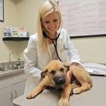 Dogtor Brittany Shea Kennedy - @dr.brittanykennedy - Instagram