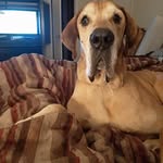 Shea Lowe - @shealowe55 - Instagram