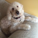 Shea Carter McGeehan - @shea_mcgeehan - Instagram