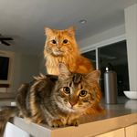 Shea & Pepper - @sheathecat20 - Instagram