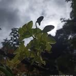 Paleh Shee - Facebook