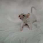 Shea Schultz - @littlepawsratrescue - Instagram