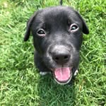 Shea Waters - @puppy_loveand_dinosuars - Instagram