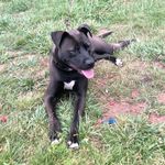 Sheba - @shebaball124 - Instagram