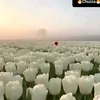 sheebakhan - @sheebakhan5324 - TikTok