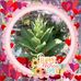 Sheelah Ward - Facebook