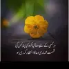 Sheema Khan - @sheema_khan_2 - TikTok