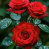 S💔H💔E💔E💔M💔A - @sheema.khan888 - TikTok