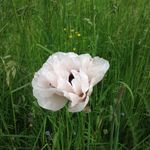 Sheena Edwards - @pink_poppy_xx - Instagram