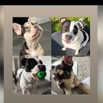 sheena hall - @sheenahall40 - Instagram